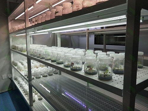 越西植物组织培养实验室设计建设方案
